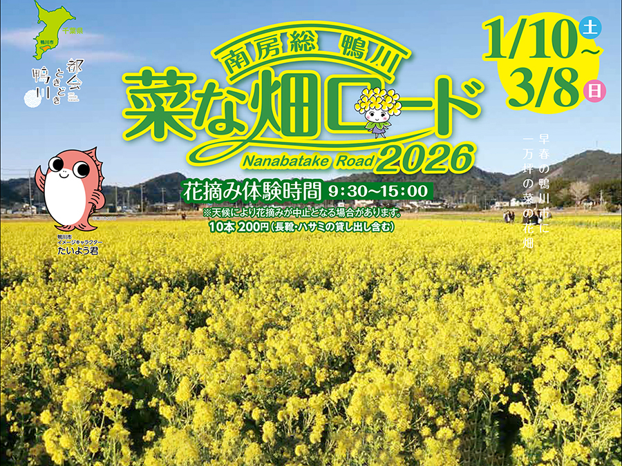 菜な畑ロード◇１万坪の敷地いっぱいに咲く菜の花畑